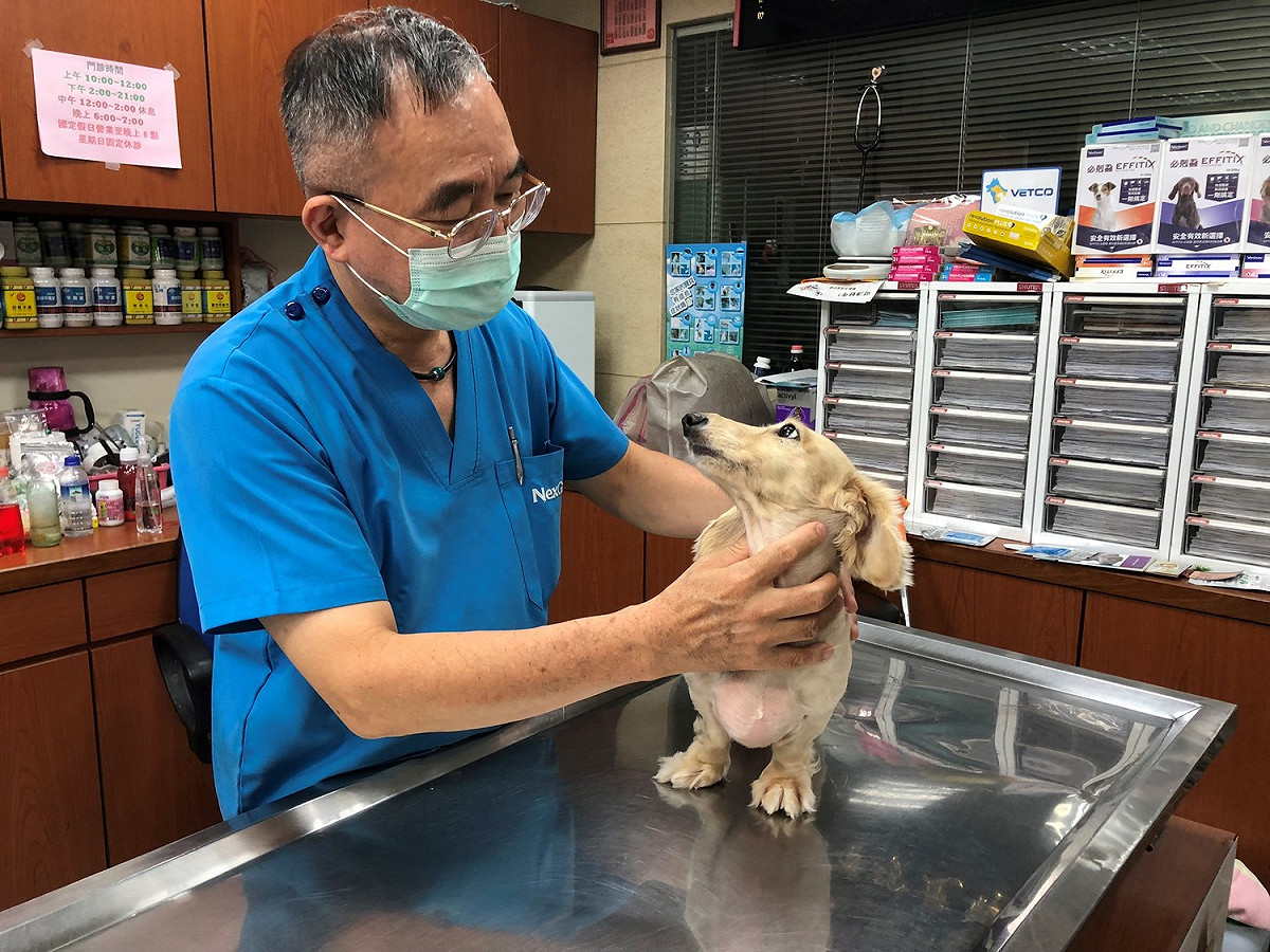 民眾進入動物醫院需配合政府相關防疫措施保持適當距離，獸醫師全程配戴口罩為動物檢查及治療。 圖：新北市動保處提供
