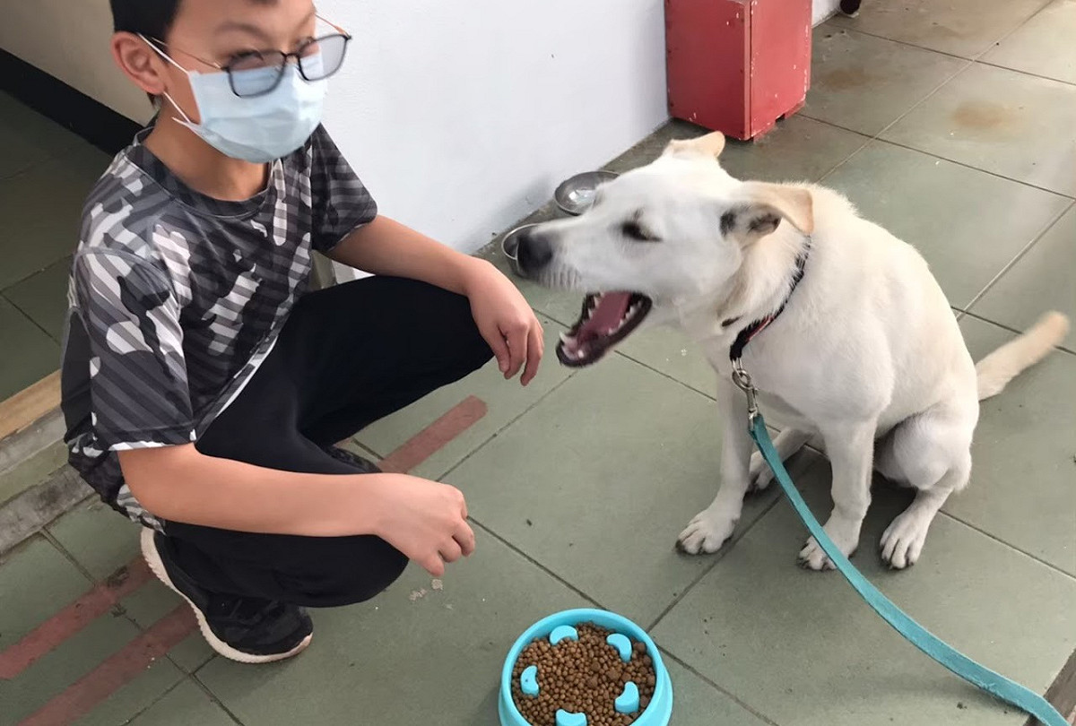 學生透過餵食的方式，可以讓學生體驗愛護動物的生命教育與學會餵食AKI及負責任(取自 AKI俱樂部)。 圖：新北市動保處提供