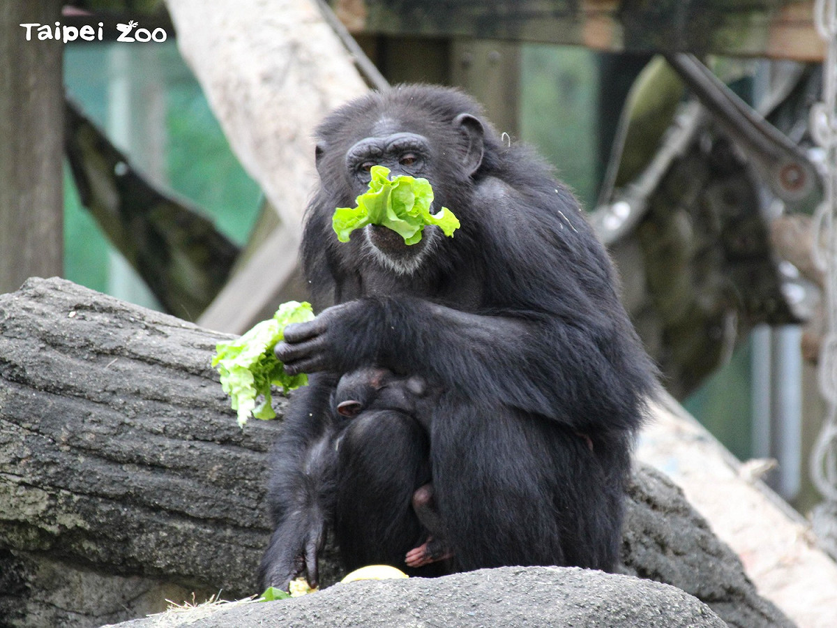 如何讓挑食的動物們攝食營養均衡，北市動物園自有一套。 圖：台北市立動物園／提供