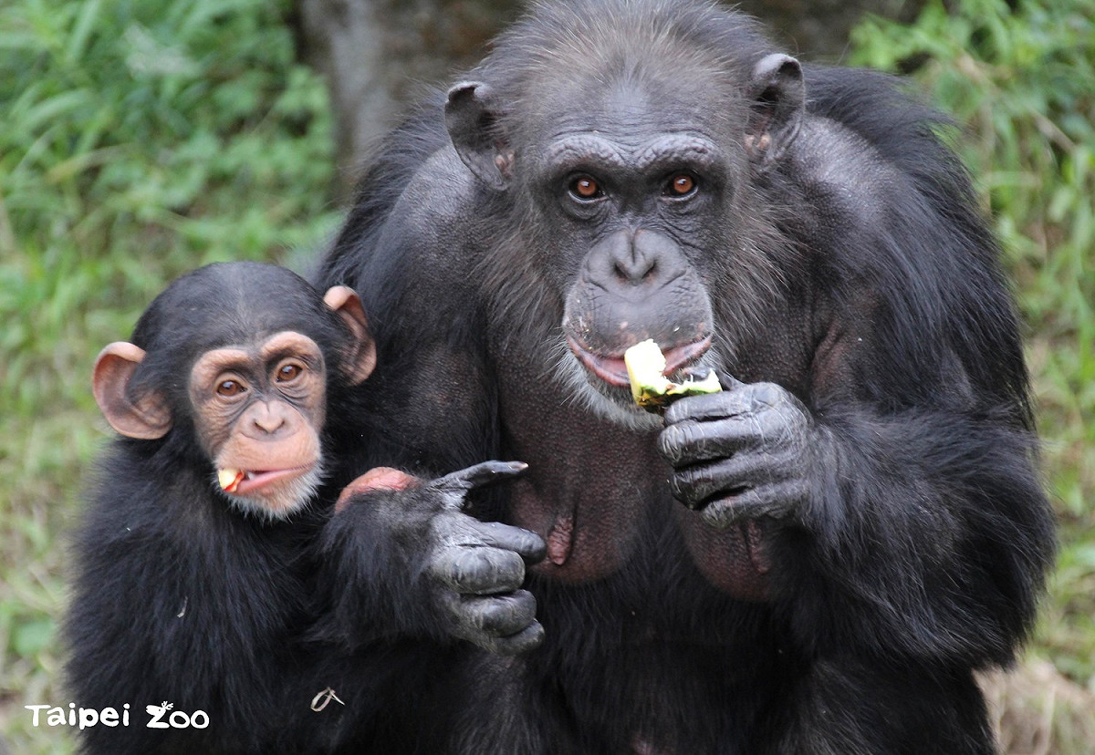 當水果出現時，很容易被「秒殺」。 圖：台北市立動物園／提供