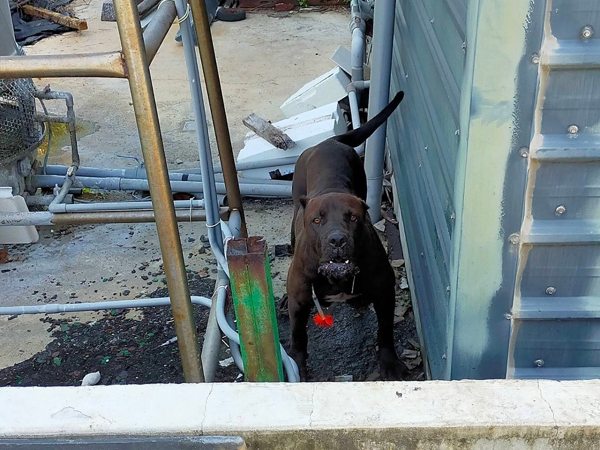 有「地獄絞肉機」之稱的猛犬現身嘉義縣布袋鎮，動保員吹箭將牠麻醉。 圖：嘉義縣政府/提供