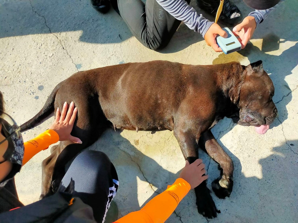 猛犬遭麻醉後，終被捕獲。 圖：嘉義縣政府/提供