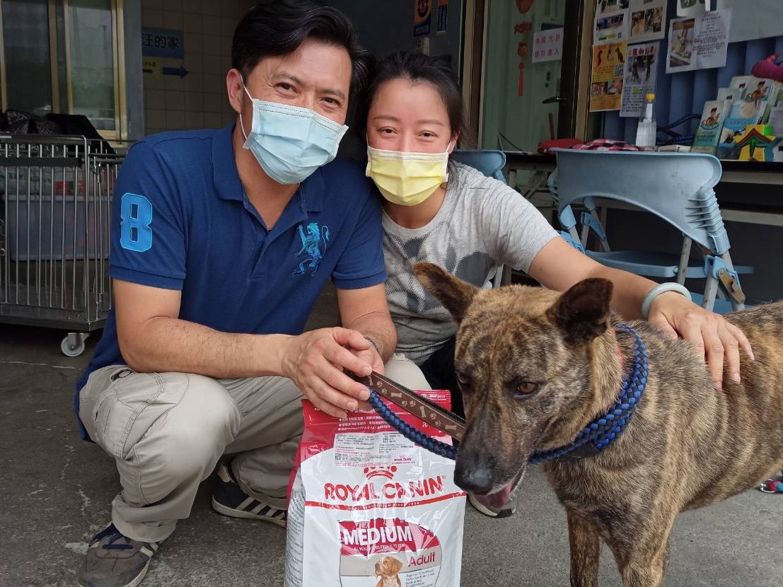 板橋動物之家認養米克斯成犬。  圖：新北市動保處提供