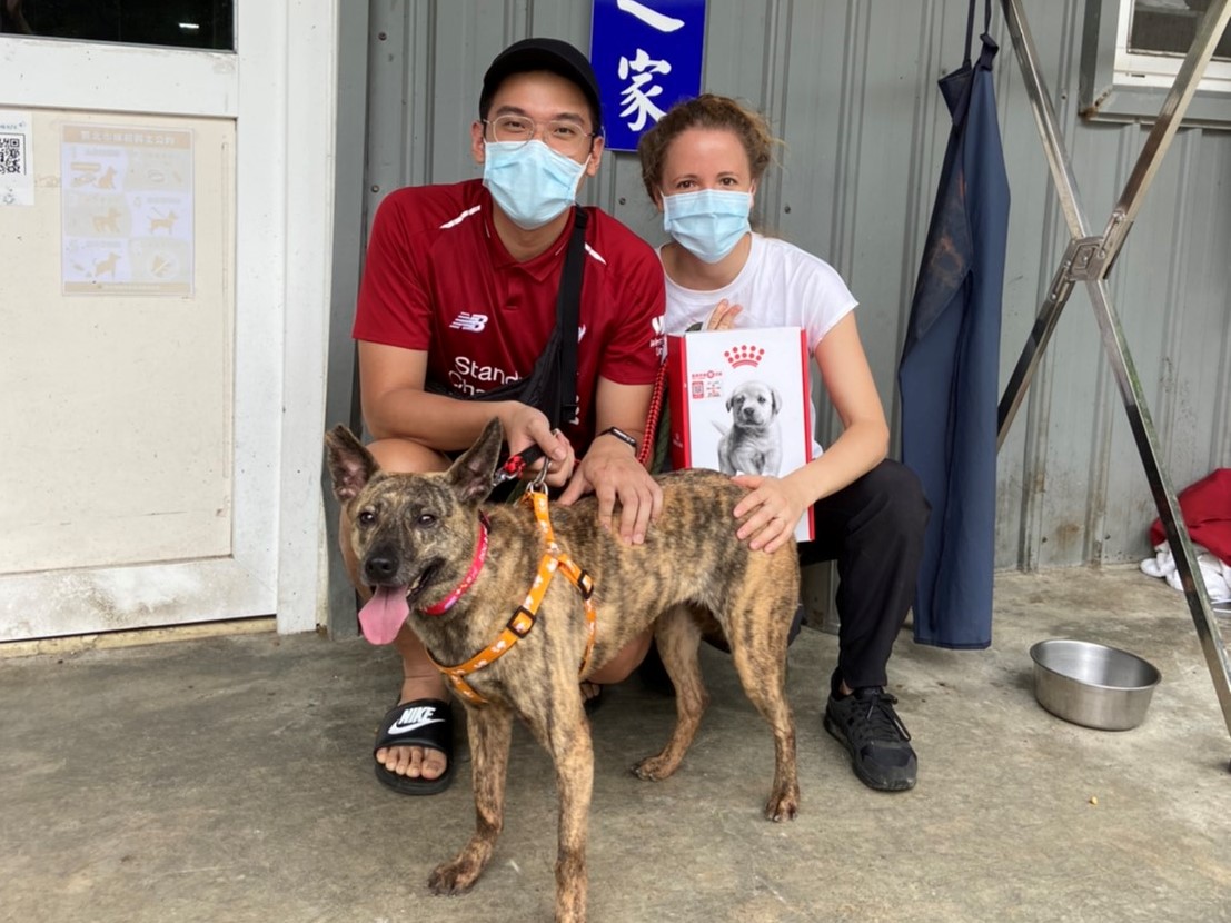 瑞芳動物之家成功認養米克斯虎斑犬。  圖：新北市動保處提供