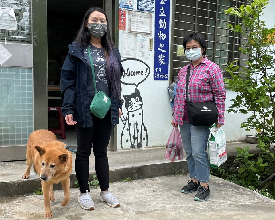 新店動物之家成功認養米克斯成犬。 圖：新北市動保處提供