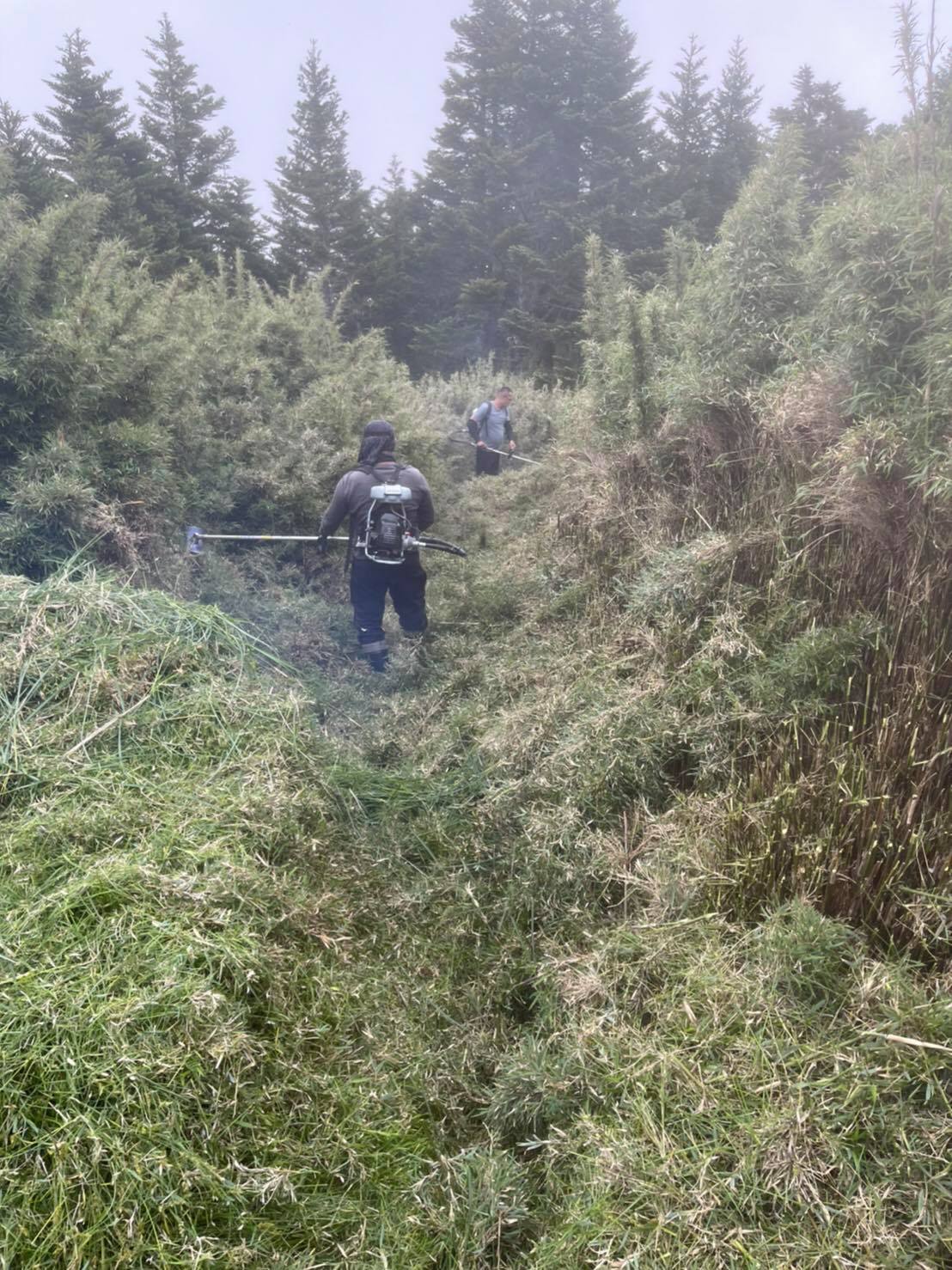 高山協作員於桃山步道進行砍草作業照。 圖：雪管處／提供
