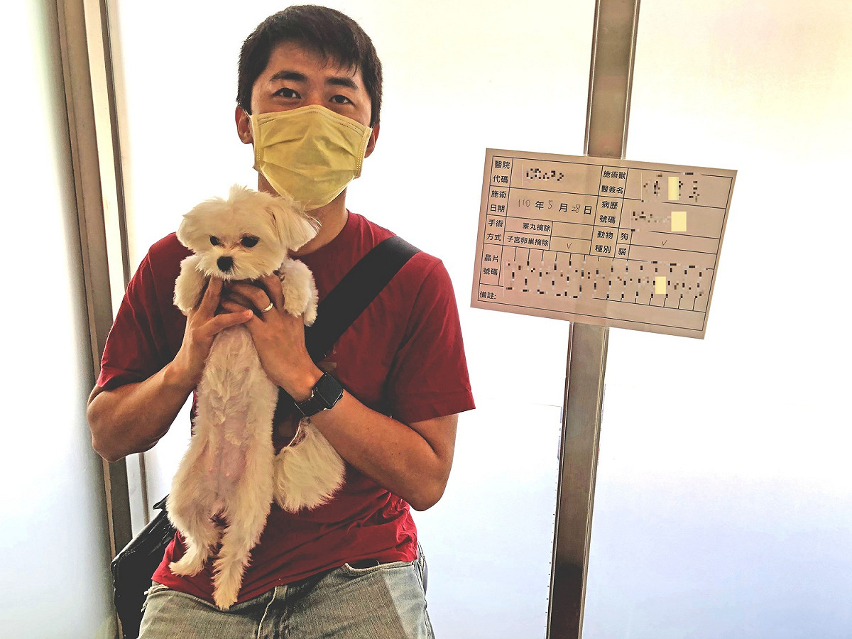 飼主洪先生帶著愛犬「米香」到動物醫院，準備進行節育手術。  圖：新北市動保處提供