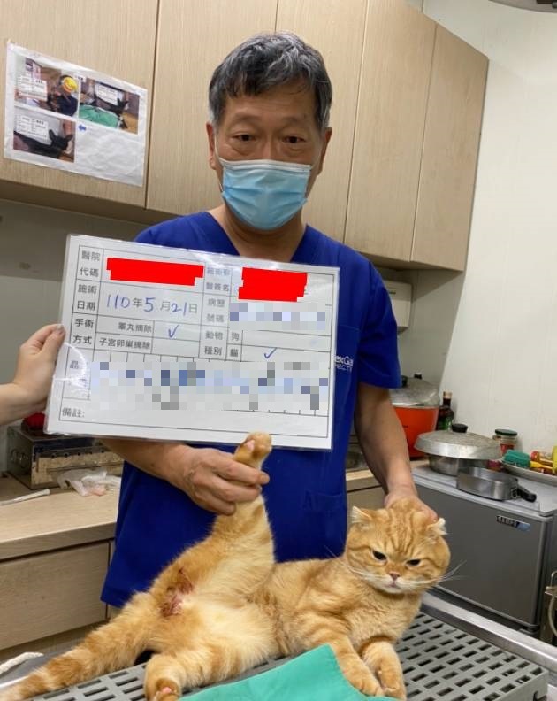 毛寶貝經由獸醫師進行絕育手術的術後照片。 圖：新北市動保處提供