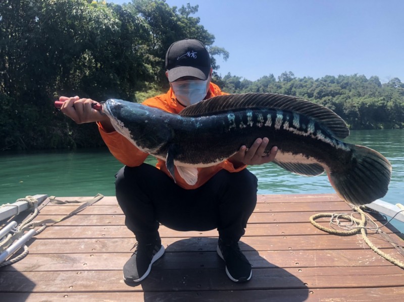 日月潭外來種「魚虎」進入繁殖期，恐危害當地水域原生魚種。 圖：南投縣政府/提供