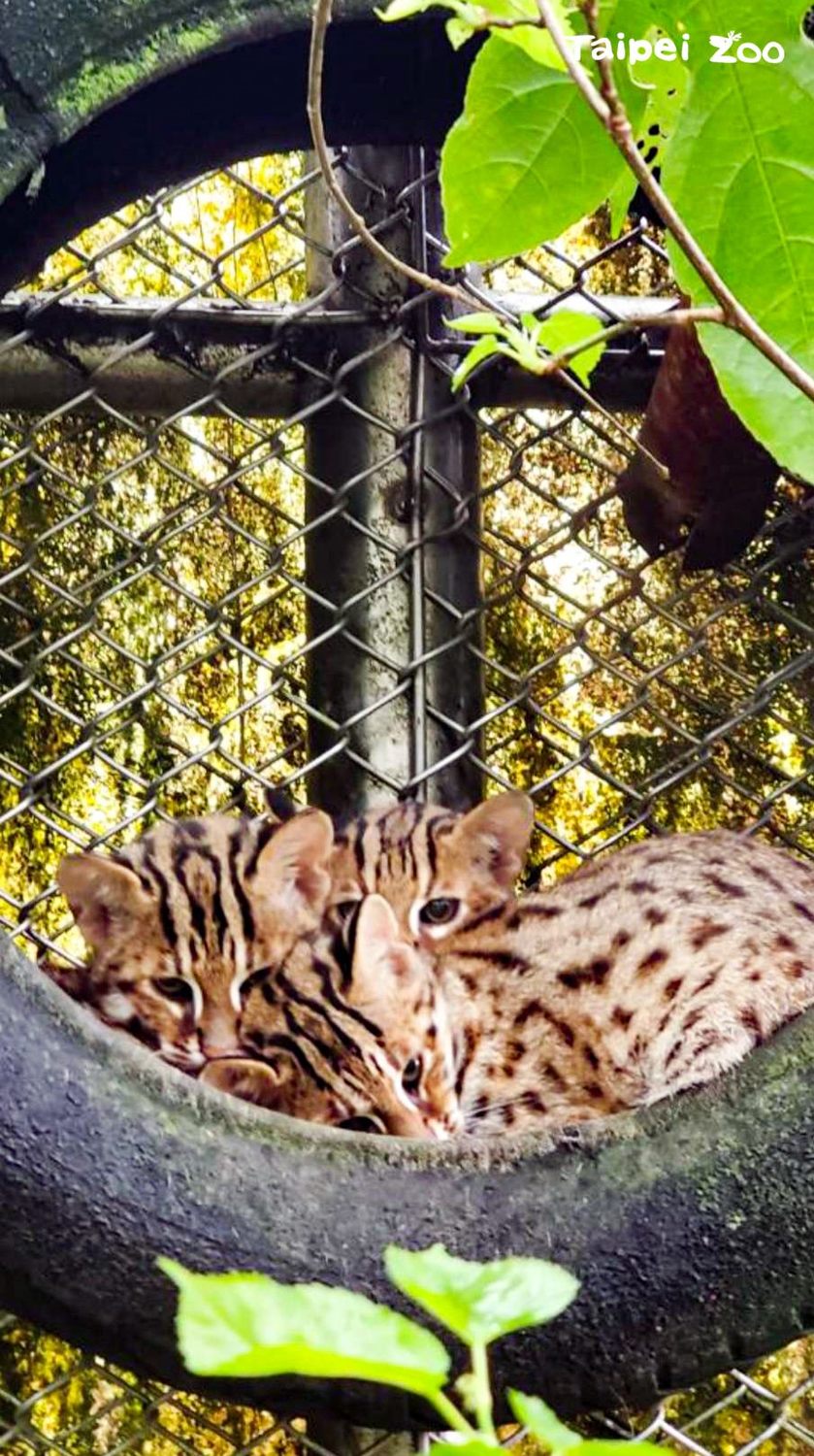 今年三月在台北市立動物園出生的兩隻小石虎將在明(20)日進行野放訓練 圖：台北市立動物園提供