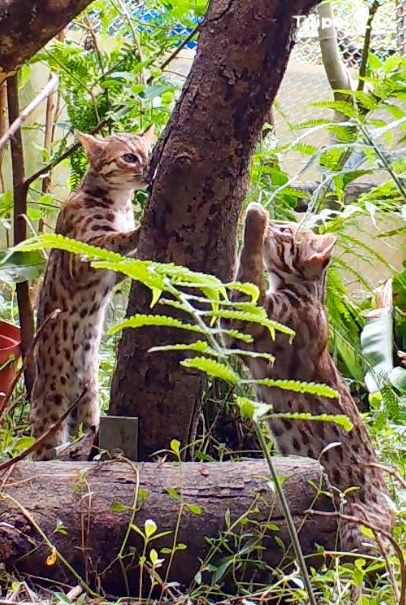 臺北動物園將首次野放園內繁殖的石虎個體至特有生物研究保育中心 圖：台北市立動物園提供