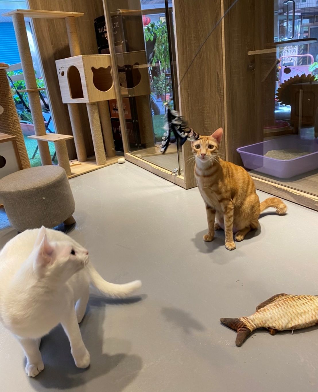 咪咪和旅館其他房客一起玩耍。  圖：新北市動保處提供