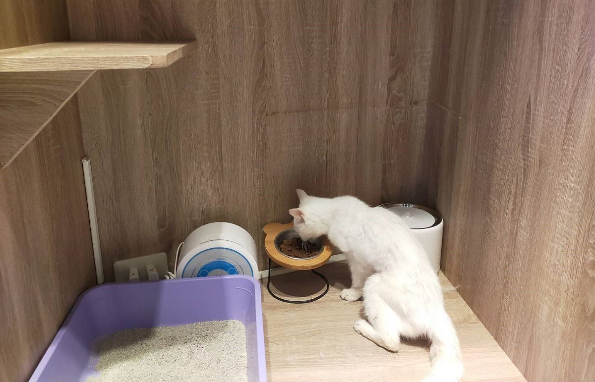 貓瑞咪咪在寵物旅館安心進食了。  圖：新北市動保處提供