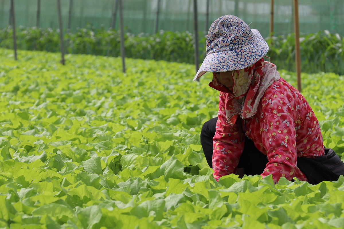 有鑑於烟花颱風來襲，農業委員會籲請農、漁民應及早著手防災、減災之整備工作。（示意圖） 圖：翻攝自農糧署官網