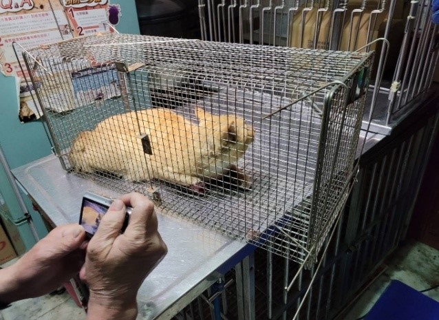 斷腳母貓被救援急送夜間醫療醫院。  圖：新北市動保處提供