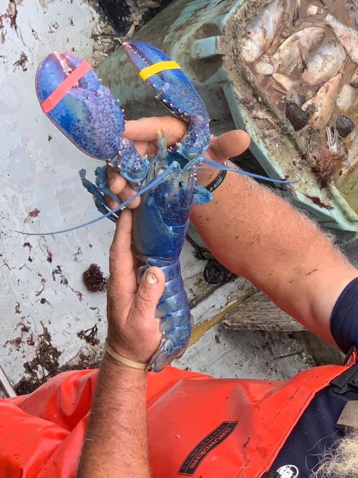 麻州漁民捕獲罕見藍色龍蝦 圖：翻攝Captain Joe and Sons Lobster Company 臉書
