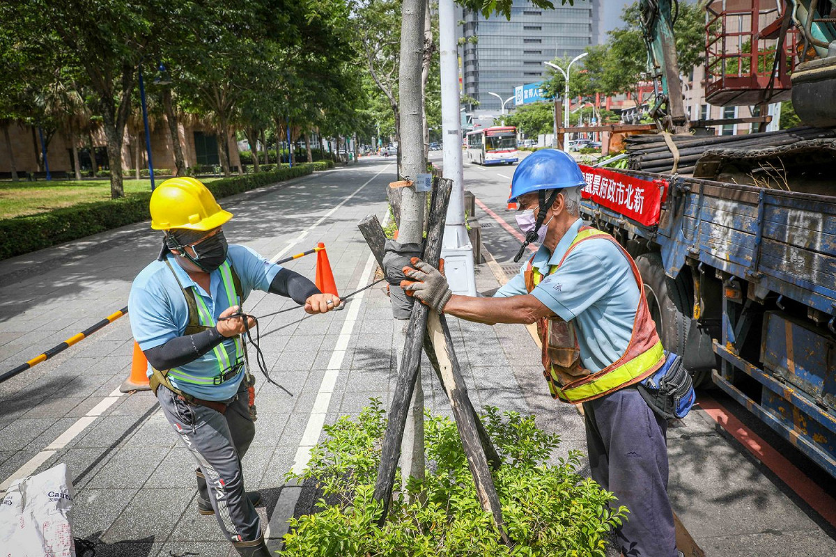 新北景觀處進行樹木修剪及支架設置。 圖：新北市政府綠美化環境景觀處／提供