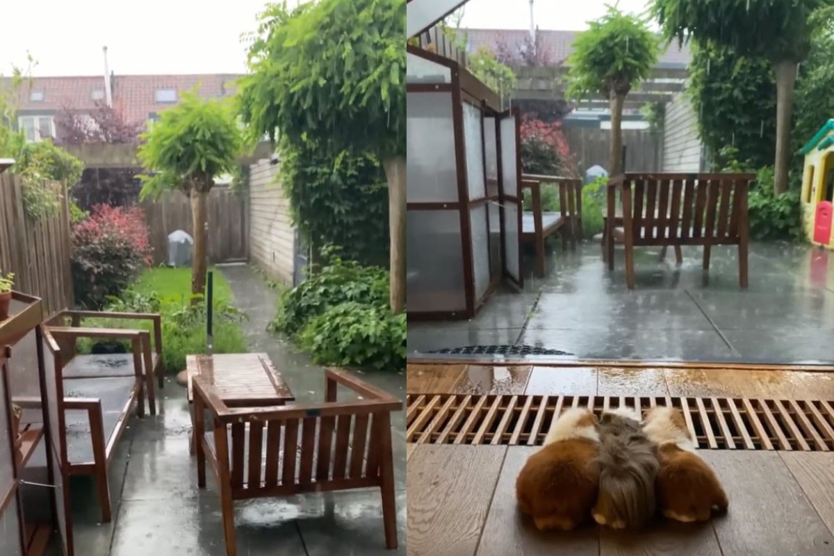 三隻天竺鼠看見屋外下大雷雨，不能外出只好躲在門前看。 圖／IG @titorenogpigs