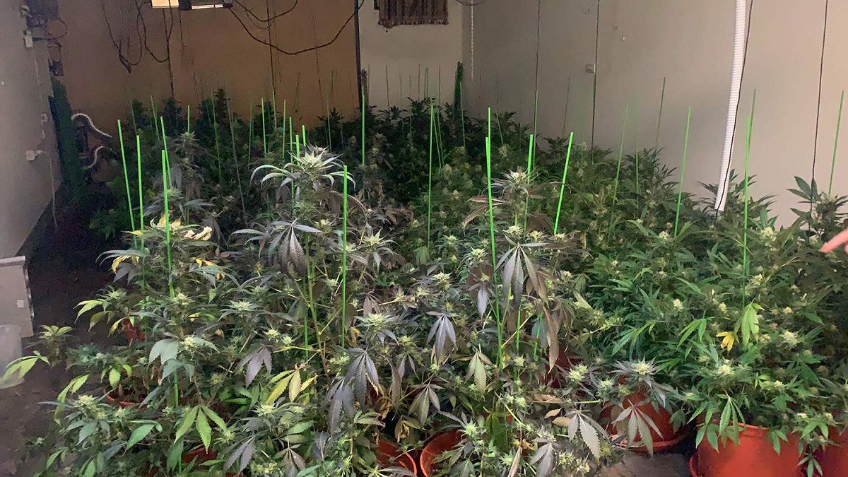 大麻從泰國毒品管制名單中移除。圖為嘉義地檢署扣查大麻植株。 圖：嘉義地檢署/提供（資料照）