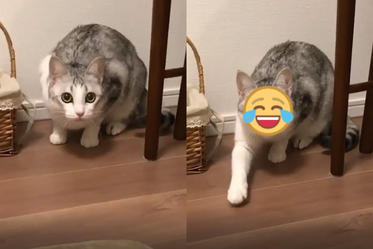 日本一隻萌貓看見獵物時會打「摩斯密碼」還拍地板！ 影／IG @tsuru.nyan
