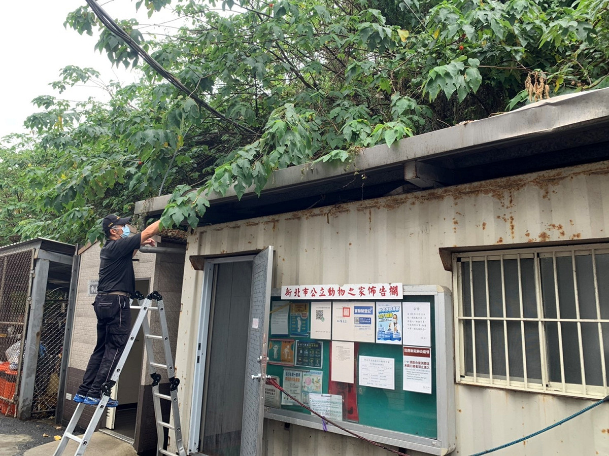 動物之家修剪過長樹木枝條。  圖：新北市動保處提供