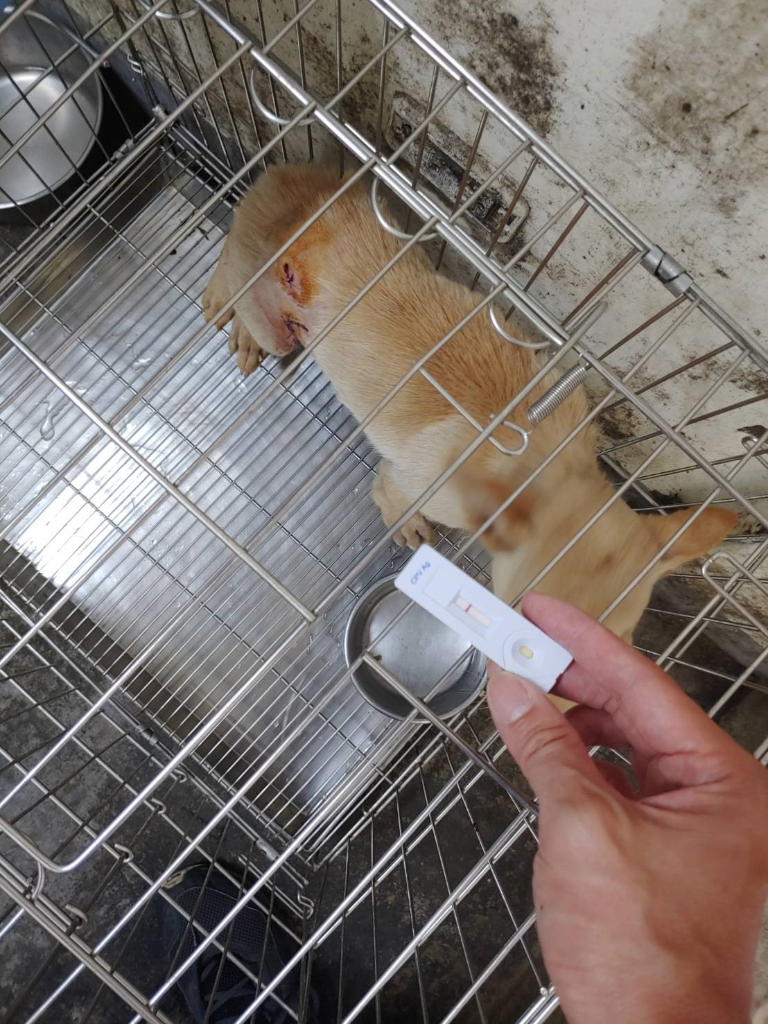 小Q 剛救援時，被動物之家獸醫師治療。 圖：新北市動保處提供