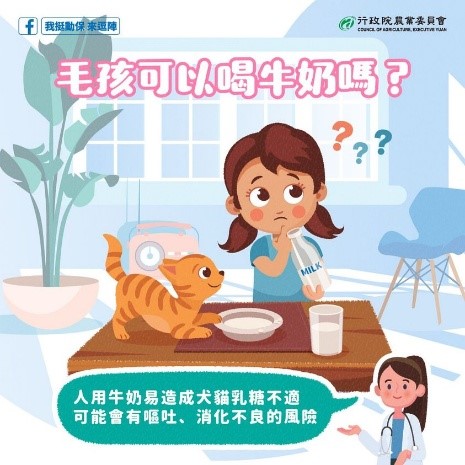牛奶易造成犬貓乳糖不適，可能會有嘔吐、消化不良的風險(取自行政院農委會的我挺動保來逗陣粉絲專頁)。  圖：新北市動保處提供