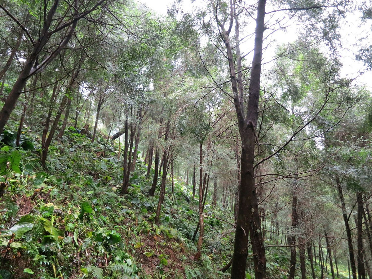 良好經營的私有林地。 圖：新北市農業局/提供