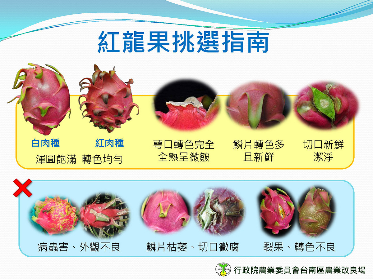 紅龍果的選購要點。 圖：行政院農業委員會提供