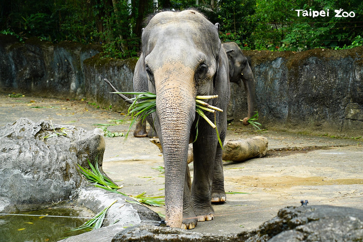 台北市立動物園將於在8月1日（日）重新開放。（圖為亞洲象） 圖：台北市立動物園／提供