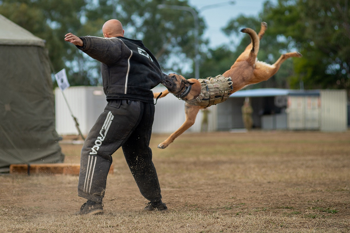 美澳「護身軍刀(Talisman Sabre)」軍演，澳洲陸軍軍犬「阿帕奇」展現「擊殺」的強悍攻擊力。 圖：翻攝Talisman Sabre推特