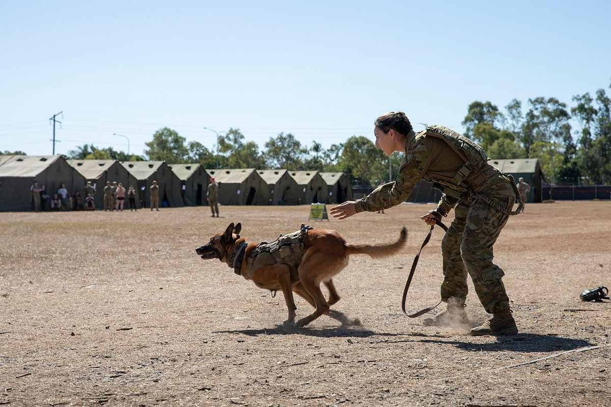 美澳「護身軍刀(Talisman Sabre)」軍演，澳洲陸軍軍犬「阿帕奇」展現「擊殺」的強悍攻擊力。 圖：翻攝Talisman Sabre推特