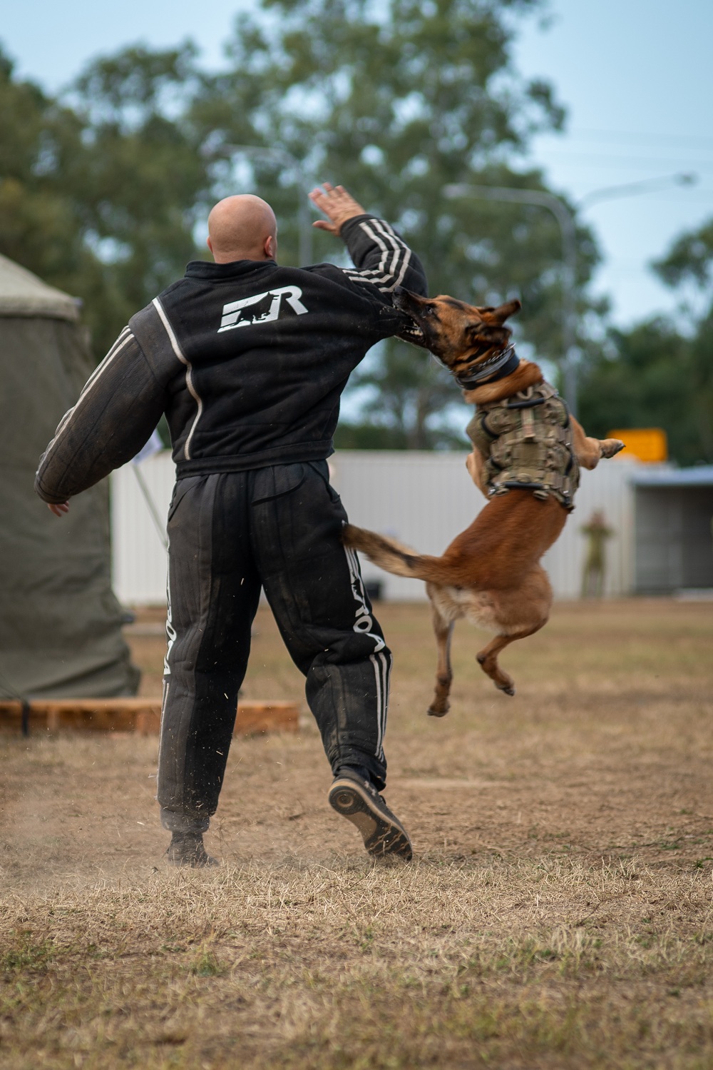 美澳「護身軍刀(Talisman Sabre)」軍演，澳洲陸軍軍犬「阿帕奇」展現「擊殺」的強悍攻擊力。 圖：翻攝Talisman Sabre推特
