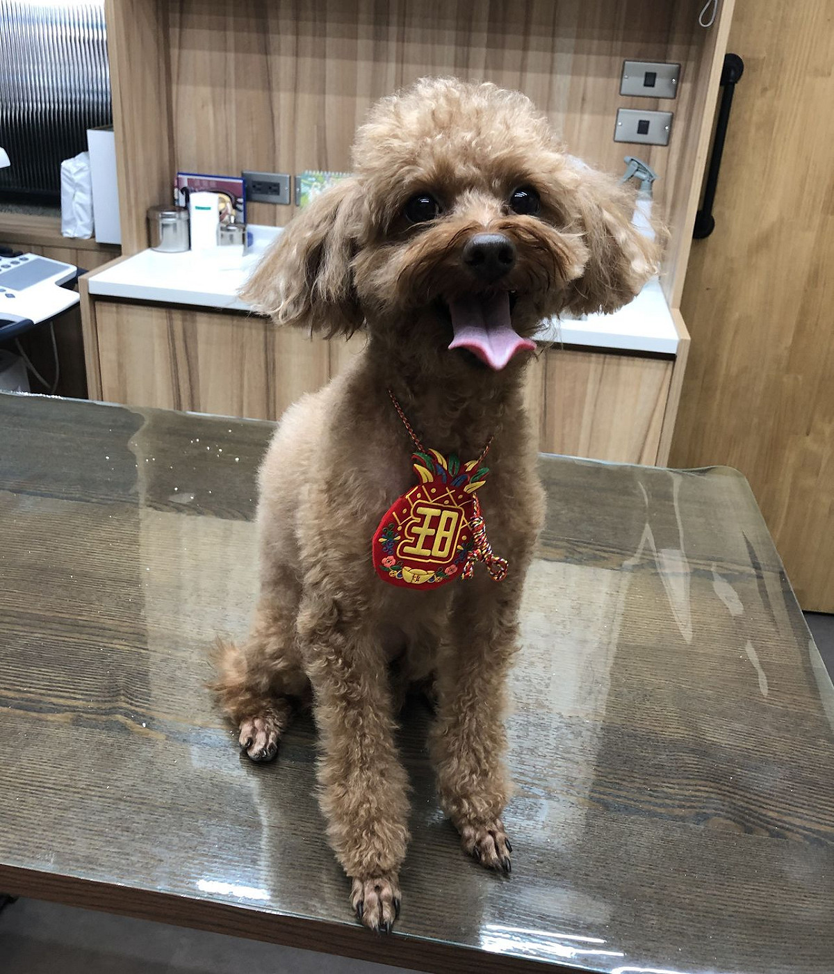 毛寶貝定期到動物醫院健康檢查，有助保持健康。 圖：新北市動保處提供