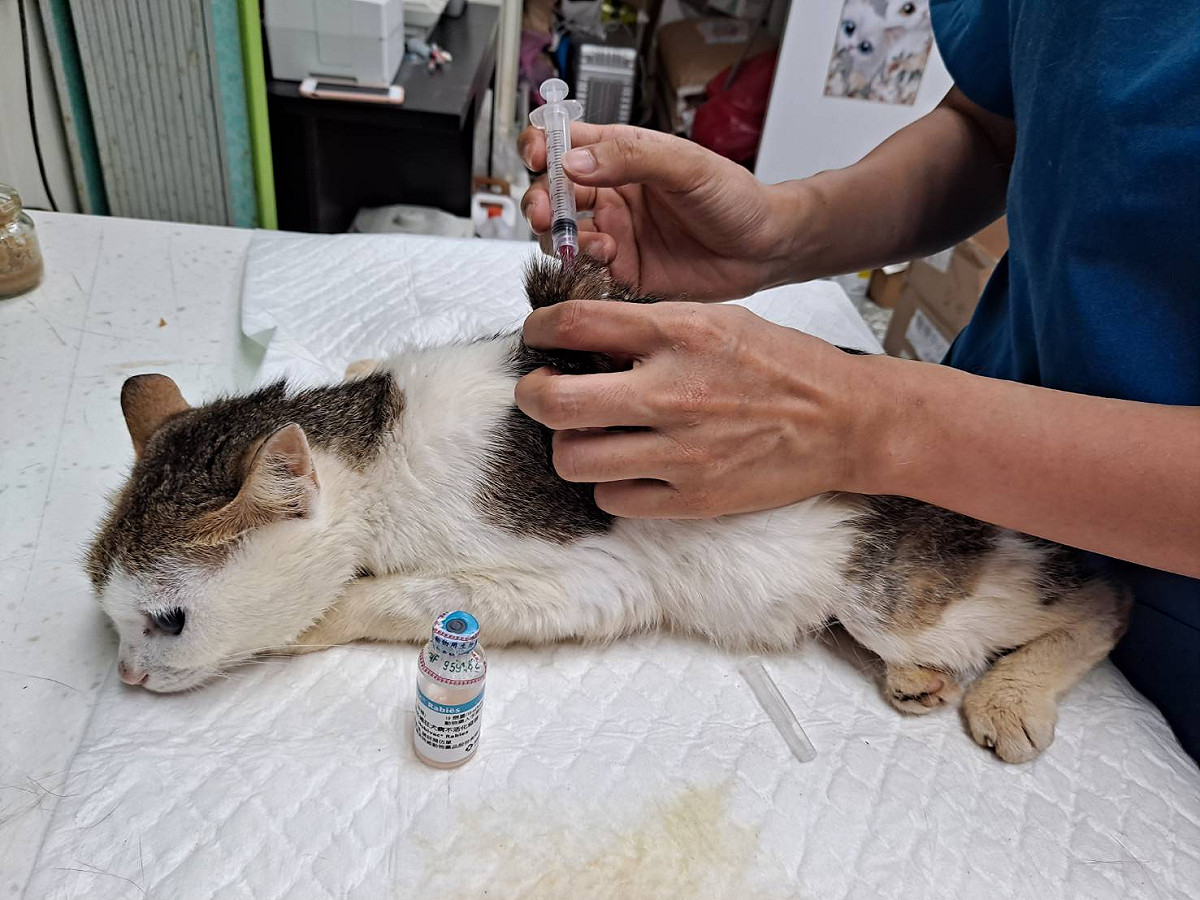 獸醫師幫毛寶貝注射疫苗，增加免疫力。 圖：新北市動保處提供
