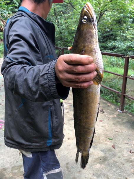 外來種魚虎性情兇猛，對原生生態造成嚴重影響。 圖：北觀處／提供