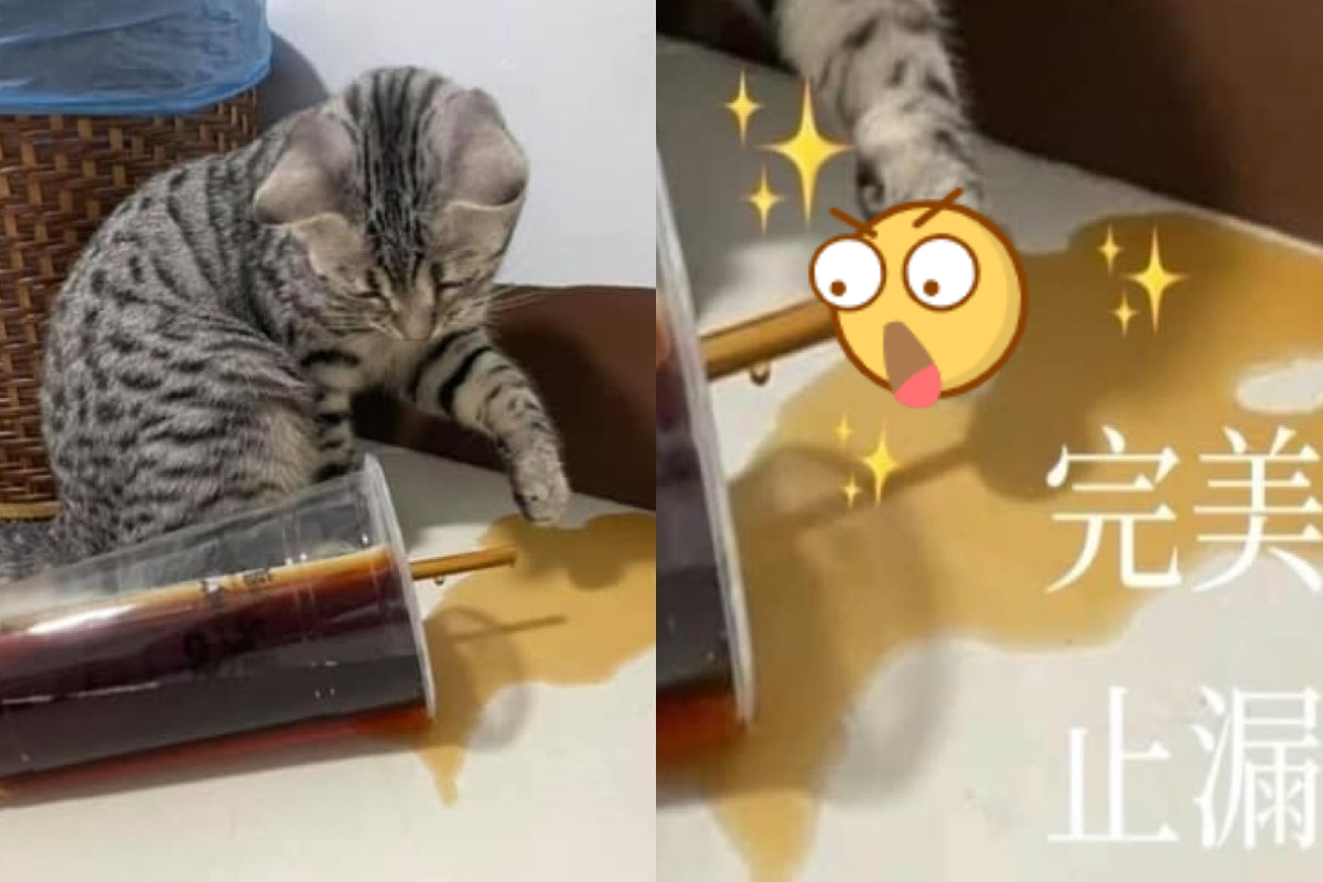 貓咪不小心打翻飲料，竟然伸出肉球「止漏」！ 圖／網友沛沛授權提供