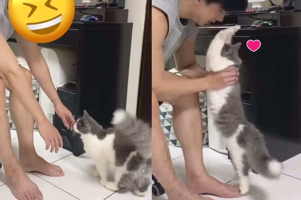 貓咪「Dobby兜比」討抱抱時會「舉手手」，非常可愛！ 圖／IG@dobby.woody_life授權提供