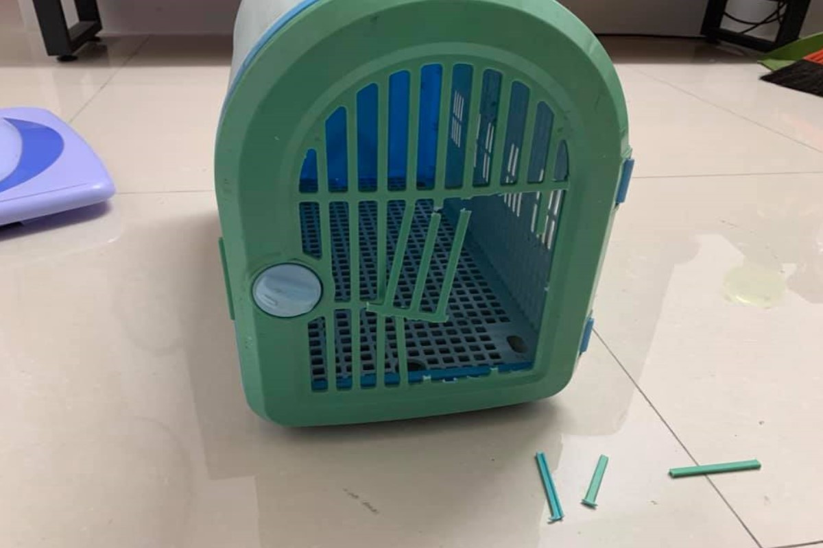 網友陳先生家的運輸籠日前被貓咪一腳踢破，網友驚呼可以去比賽奧運了！ 圖／網友陳保杰授權提供