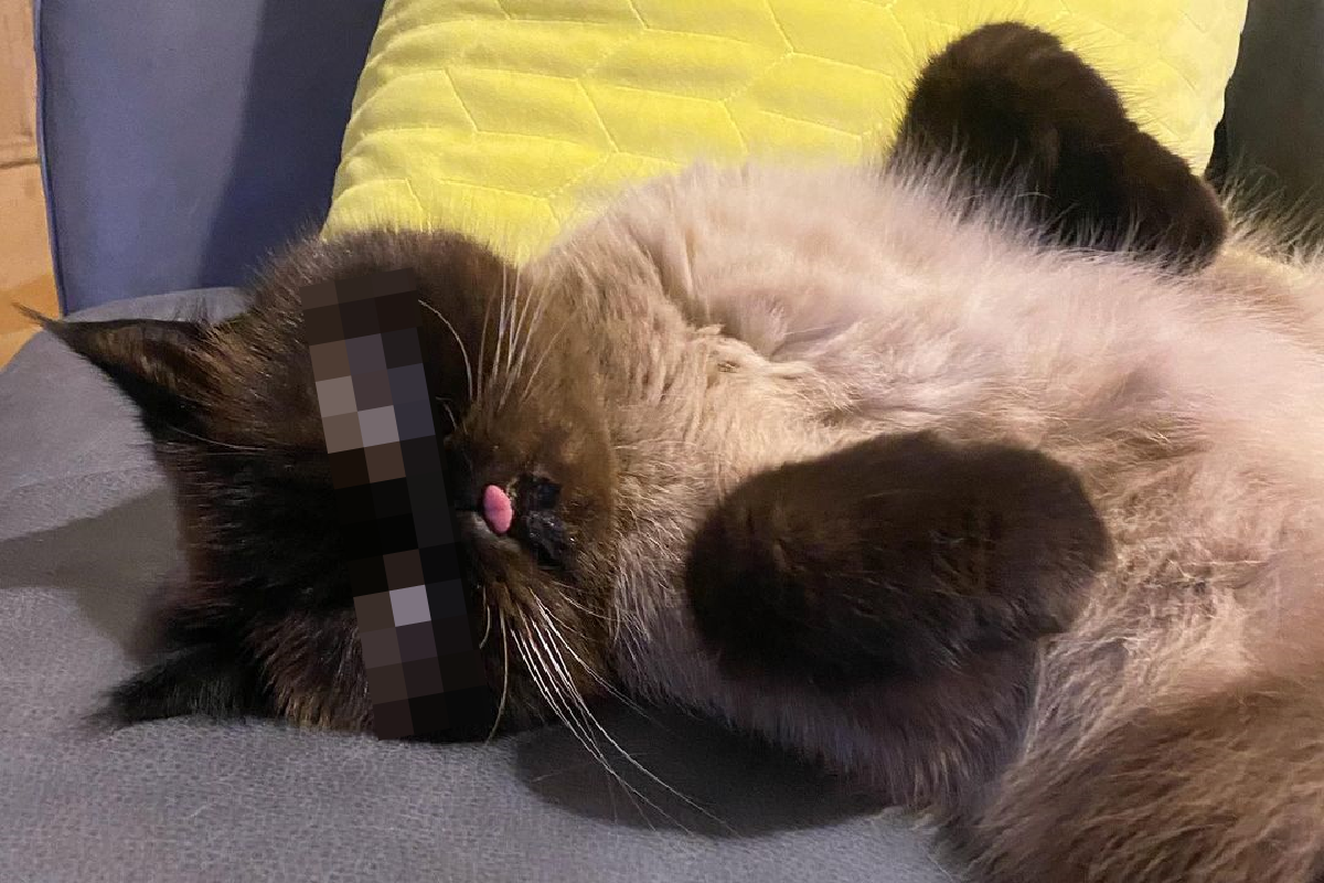 扁臉貓俏皮吐舌不收回，表情卻豐富多變超有趣！ 圖／Instagram帳號：neko.ikiru.san