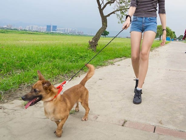外出溜狗繫牽繩，並注意毛寶動動向，避免與陌生寵物接觸。 圖：新北市動保處提供