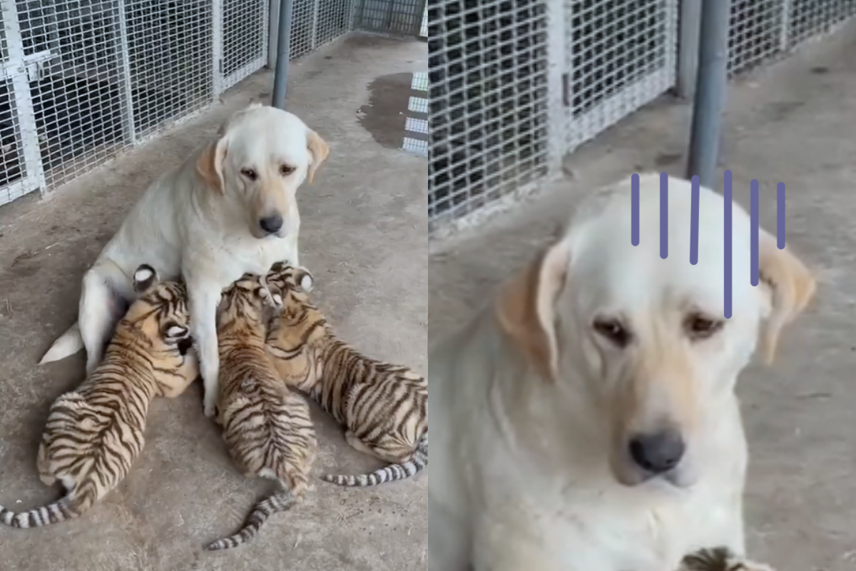 動物園的虎媽拒絕餵奶，派出狗奶媽讓三隻虎寶寶吸奶。 圖／TikTok帳號cutehomeee