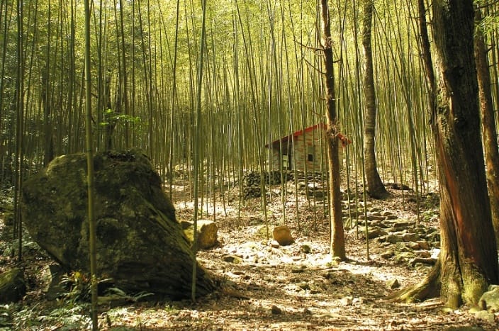 八仙山竹林。 圖：東勢林管處／提供