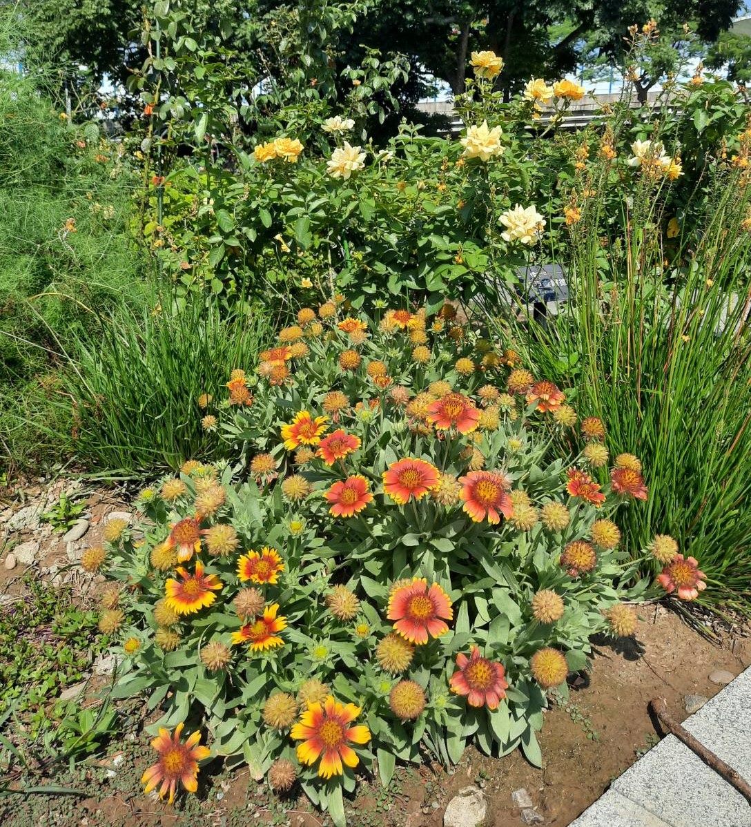 澎湖縣縣花天人菊也現蹤在園區內。 圖：公園處／提供