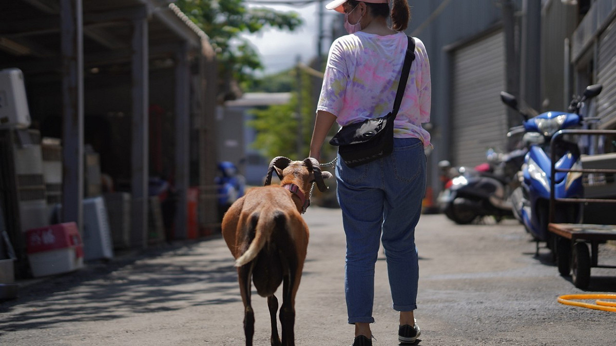 經獸醫彭明發治療後，飼主安心地帶棒棒回烏來溫暖的家。 圖：新北市動保處提供