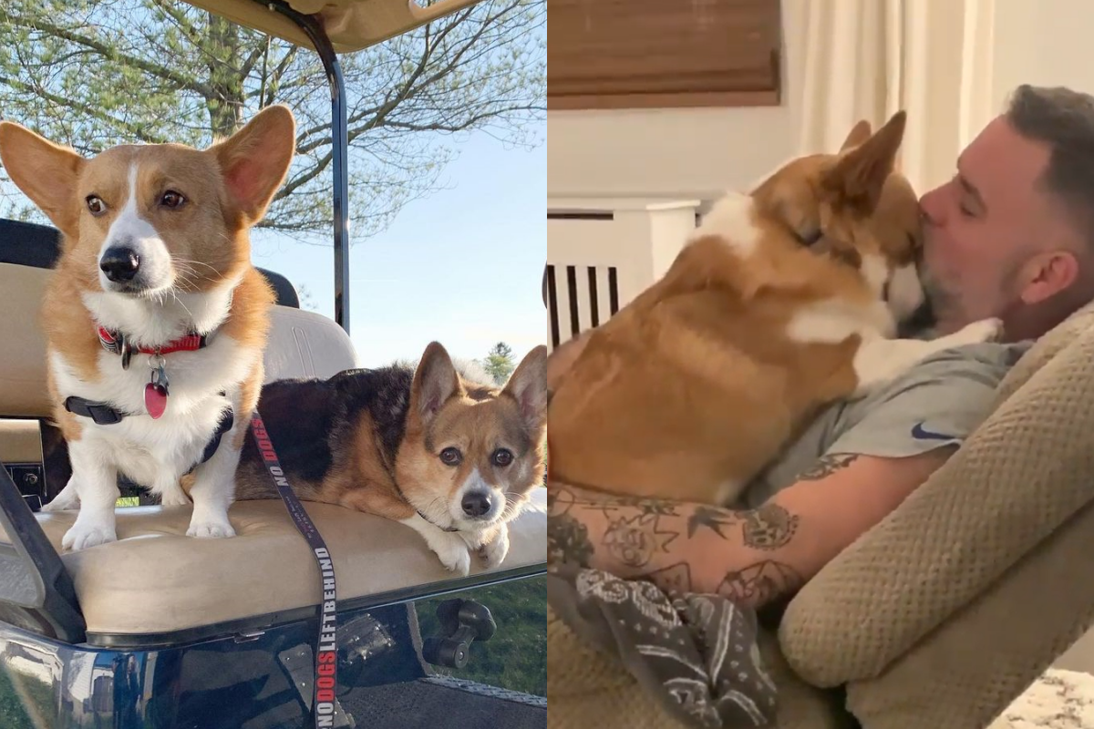 男主人與柯基一同坐在沙發上，互相深情抱抱！ 圖：翻攝自Instagram帳號：corgibrothers_0