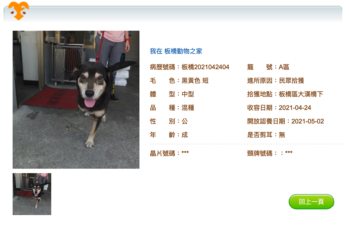 認養平台上記錄「阿MO」基本資訊，若民眾有興趣隨時可致電板橋動物之家洽詢認養事宜。 圖：新北市動保處提供