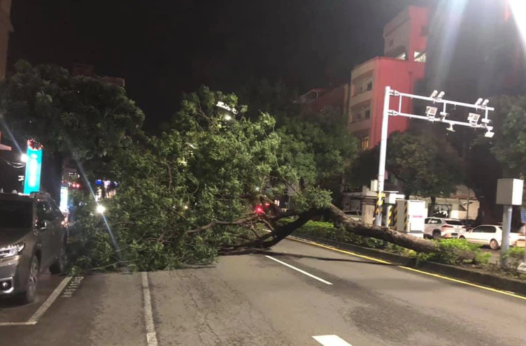 高雄市短時間內發生兩起路樹傾倒意外。 圖：國民黨高雄市青工會提供