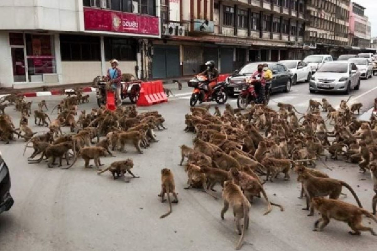 泰國街頭日前出現兩群猴子在街頭大亂鬥，街上路人全看傻眼！ 圖：翻攝自Dailymail
