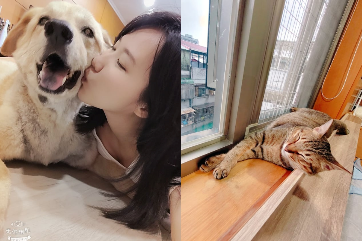 奴才看奧運太激動揮到愛犬，一旁貓皇也跟著動怒啦！ 圖：網友Christina Wang授權提供